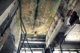 Best Commercial Mold Inspection  in Port Salerno, FL